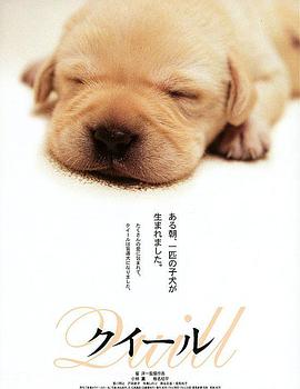 导盲犬小Q封面图